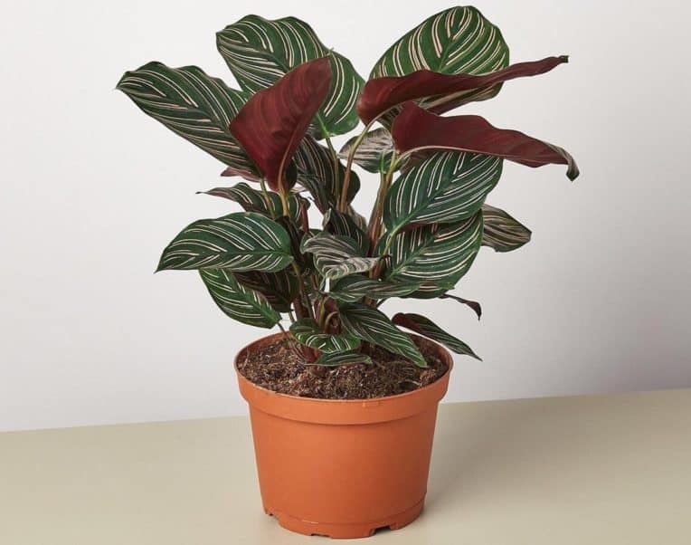 Calathea Leaves Curling Reasons Ornata, Medallion, Rattlesnake