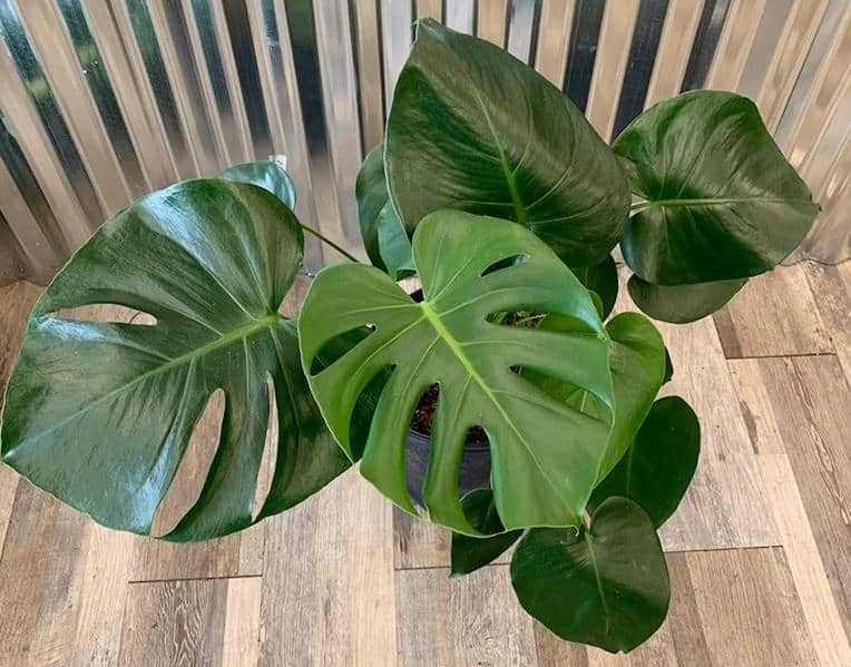 How often to water Monstera, underwatered Monstera, Overwatered Monstera Signs