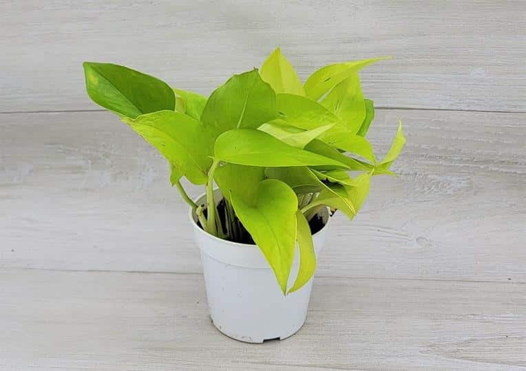 How to often water pothos, Overwatering, Underwatered -Neon Pothos epipremnum aureum