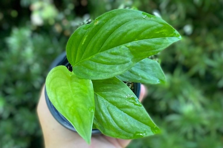 Monstera acacoyaguensis Juvenile form