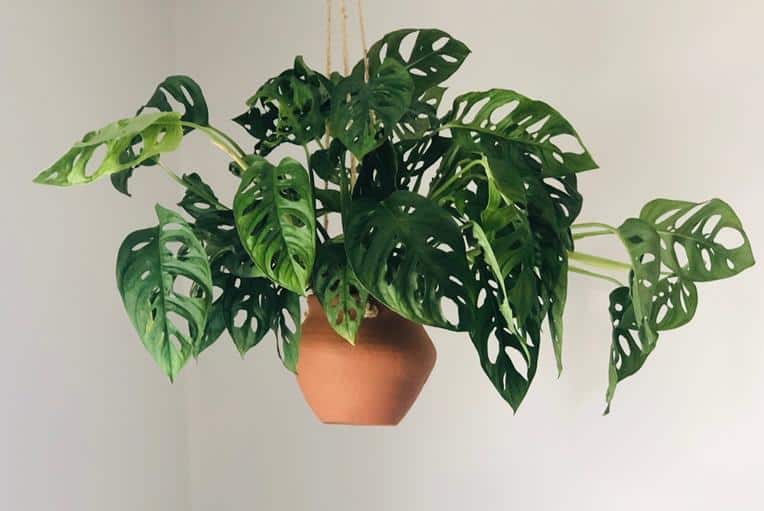 Lovely Monstera adansonii 