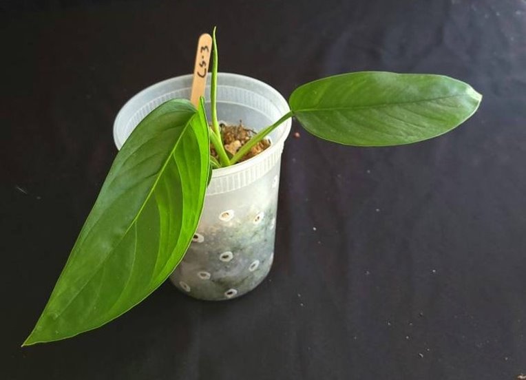 Monstera lechleriana - juvenile form