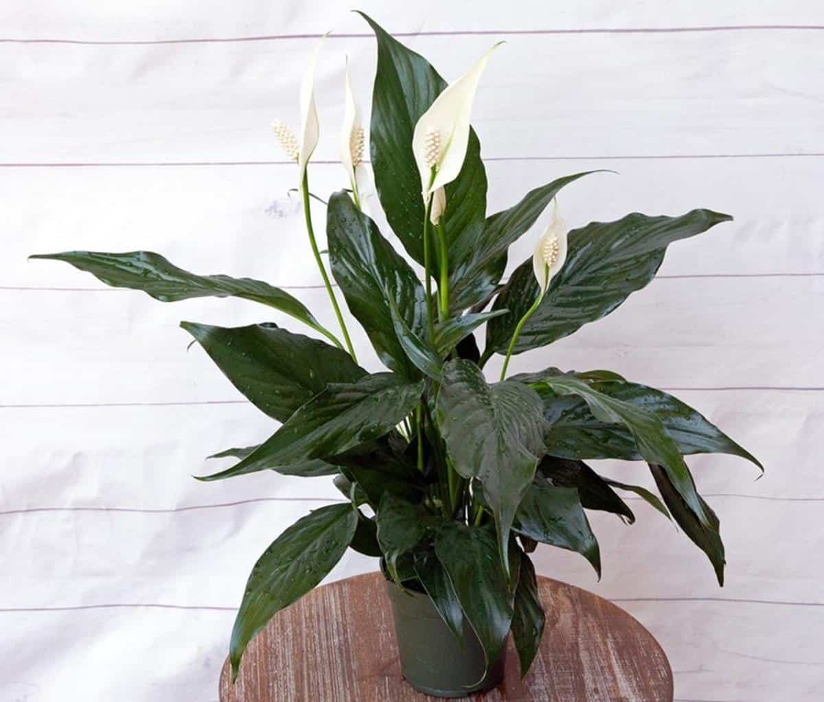 Overwatered peace lily