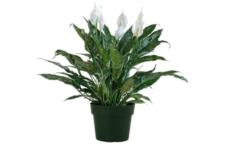 Peace Lily Flower Turning Brown -Variegated peace lily- Domino