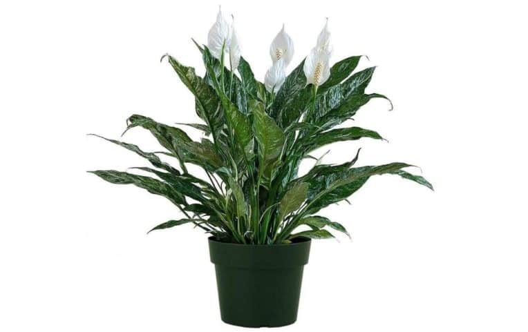 Peace Lily Flower Turning Brown Variegated Peace Lily Domino 1 764x481 