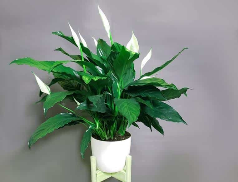 Peace Lily Leaves Curling Inward, Under or Down