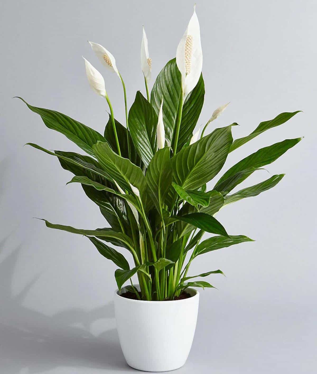 Peace Lily leaves turning yellow meaning or causes