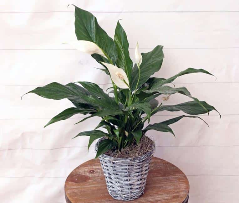 Peace lily Drooping or Wilting After Repotting, Moist Soil
