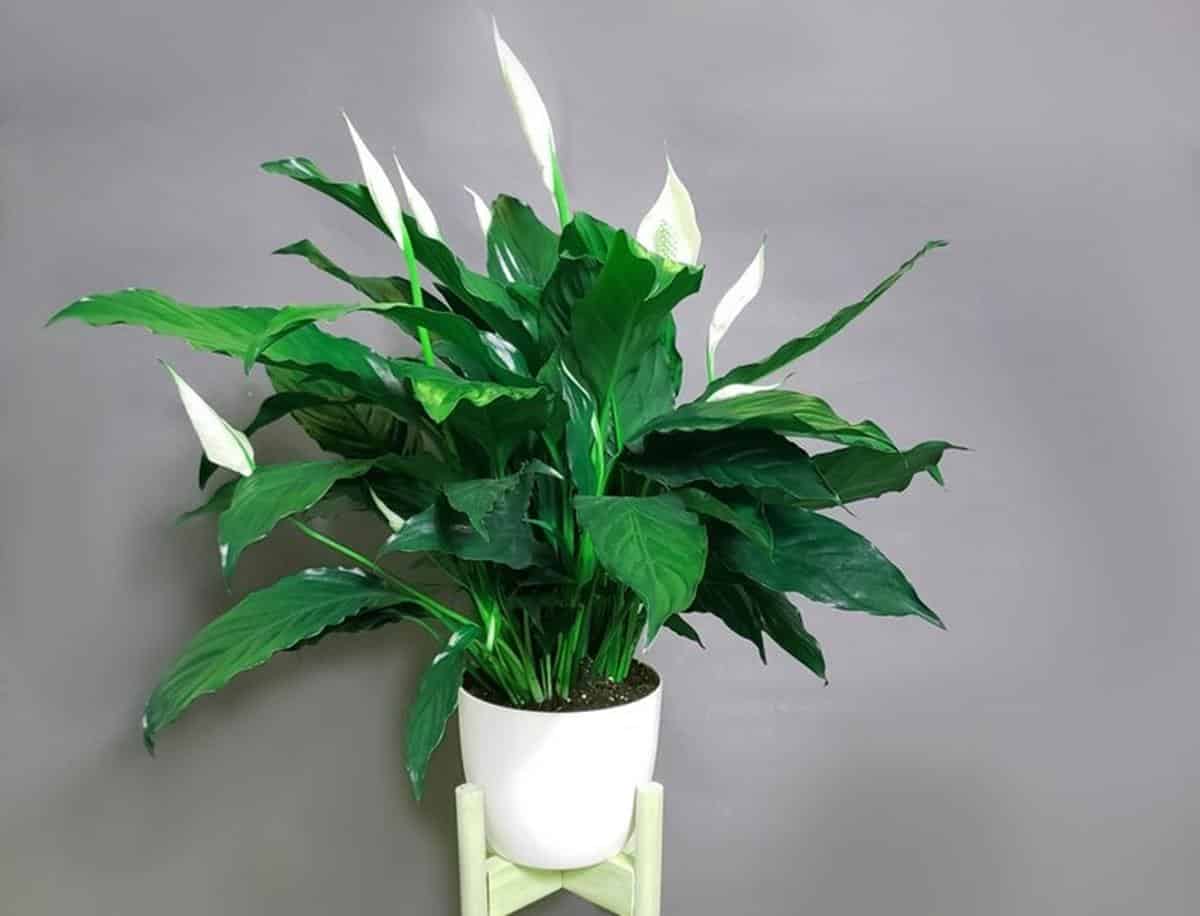 Peace lily leaves curling causes