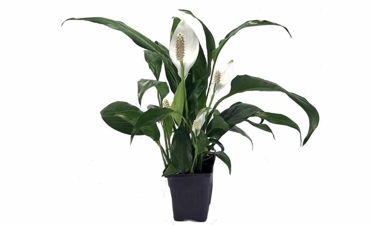 Peace lily root rot signs and how to repot