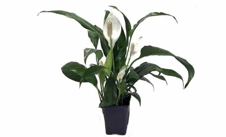 Peace lily root rot signs, treatment and how to repot