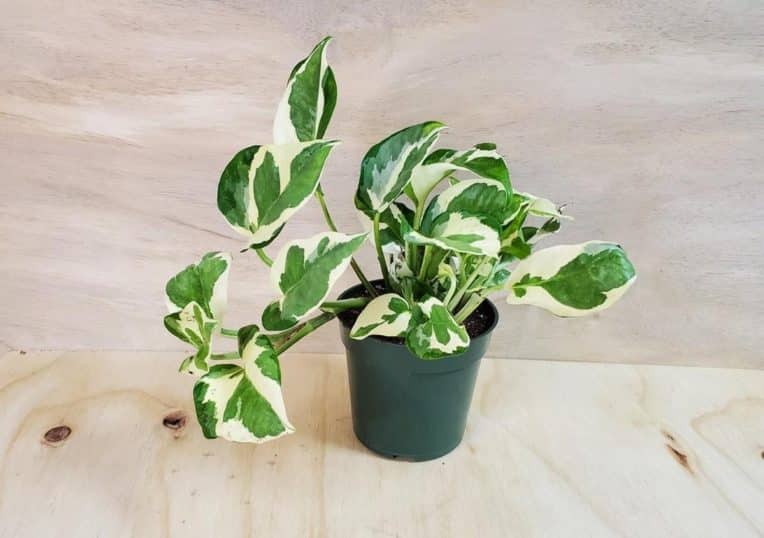 Pothos leaves curling causes and fixes