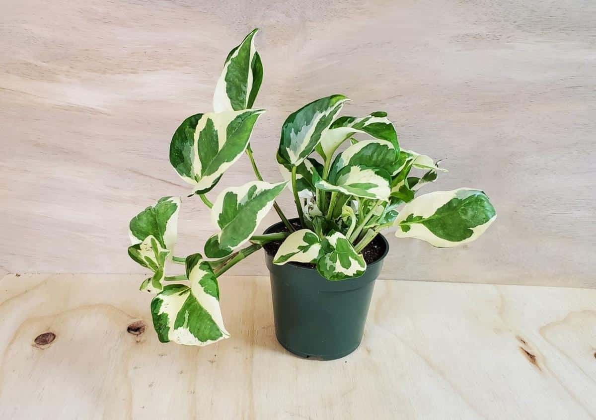 Pothos leaves curling causes and fixes - For sale