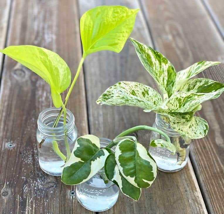 Pothos leaves turning brown + brown spots on leaves, stems, tips