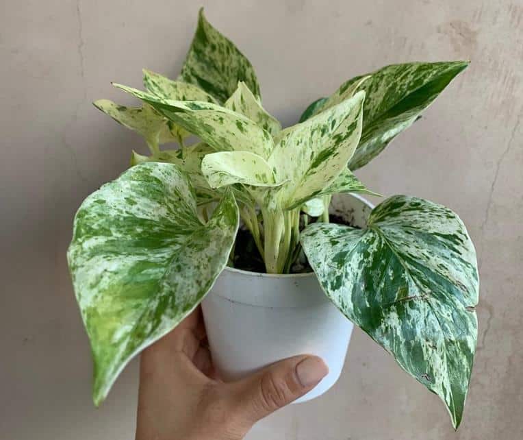 Pothos leaves yellow Marble Queen Pothos, Snow Queen