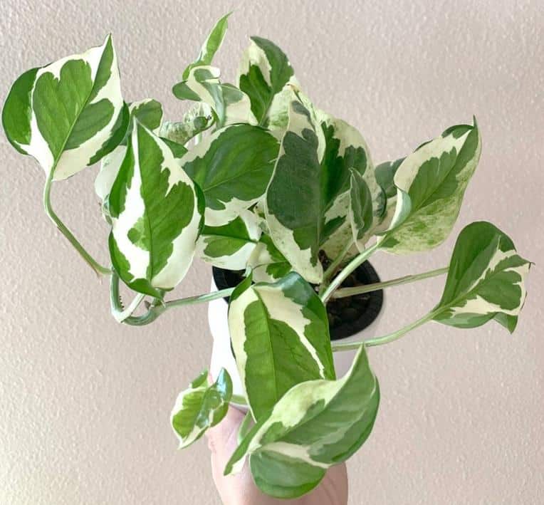 Pothos root rot - How does it look like, signs, Pothos root rot in water