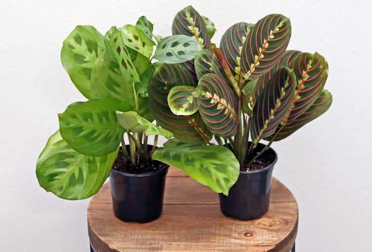 Prayer Plant Leaves Curling - Green and Red Prayer plant combo