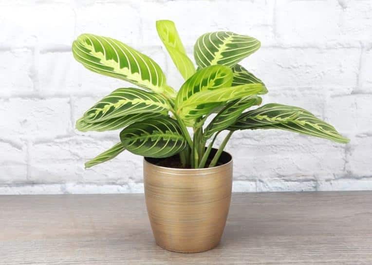 Prayer plant yellow leaves Reasons - Lemon Lime Prayer Plant