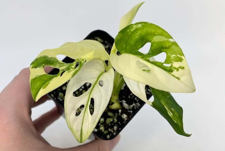 Rare Variegated Monstera adansonii plant for sale