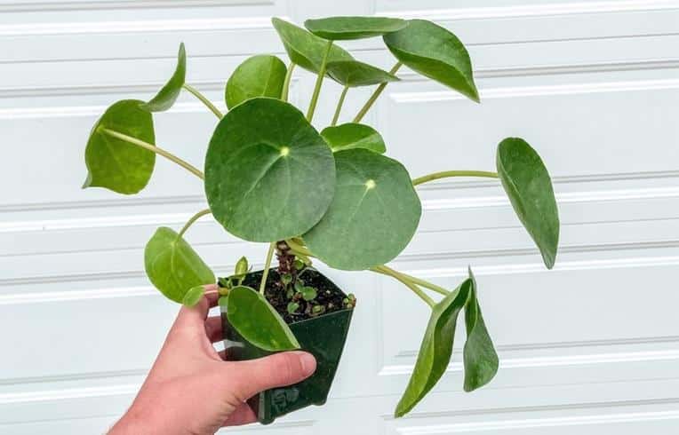 Reasons for Chinese Money Plant or Pilea Leaves Curling