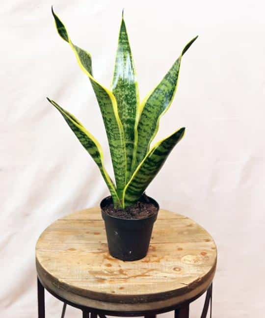 Snake plant leaves curling inward Dracaena or Sansevieria trifasciata