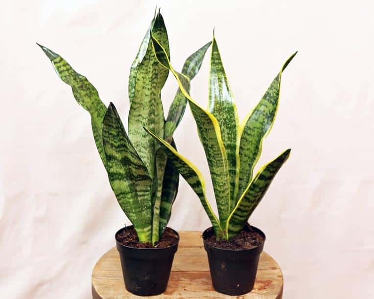 Snake plant leaves turning yellow Sansevieria Snake Plant Combo