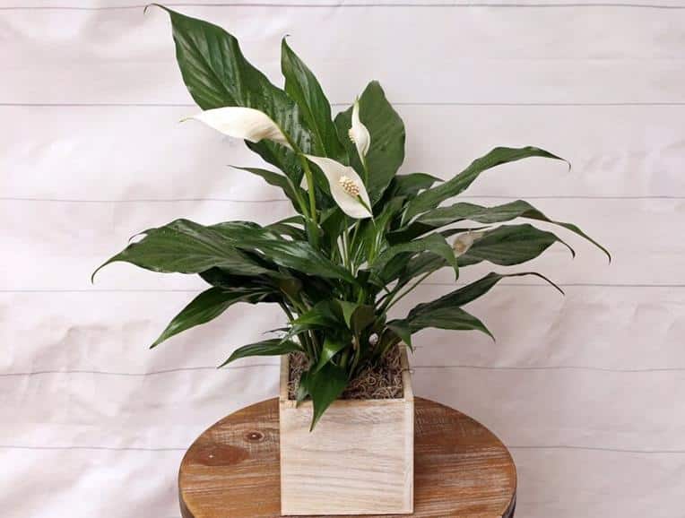 Spathiphyllum Peace lily flower turning green