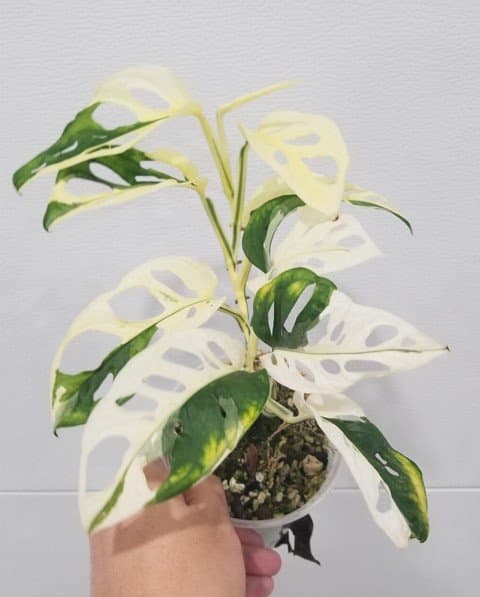 US variegated monstera adansonii albo