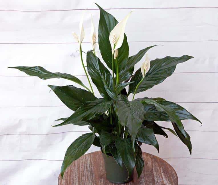 Underwatered, Overwatered peace lily