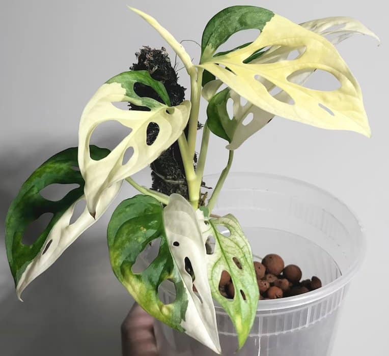 Variegated Monstera Adansonii Plant Care Tips - The Jungle Collective