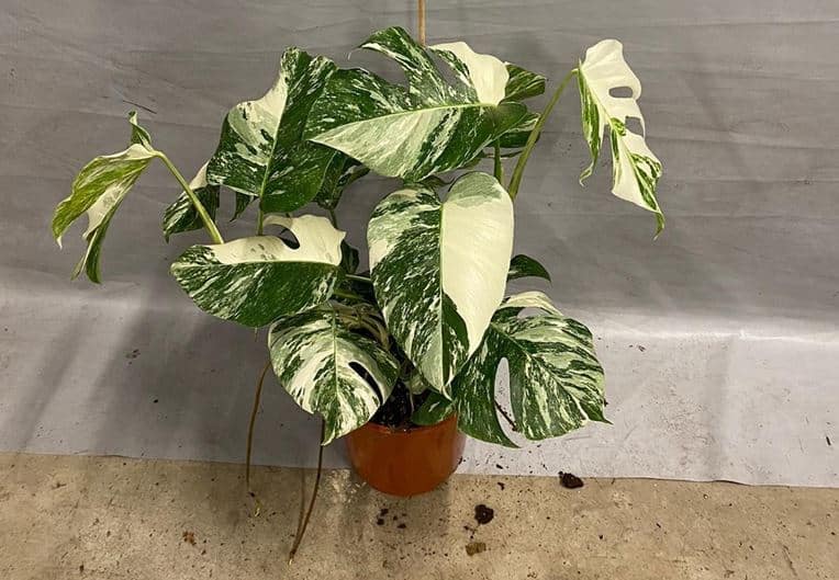 Are Monstera toxic to cats dogs pets- Monstera deliciosa var. borsigiana Albo variegata