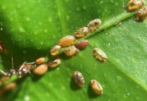 Signs and Treating Scale on Monstera - Homes Pursuit