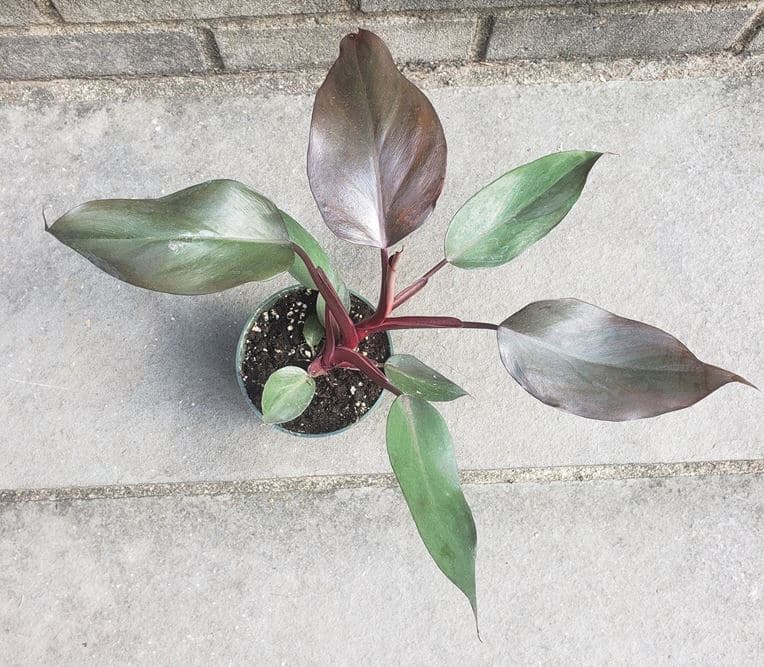 Burgundy princess philodendron