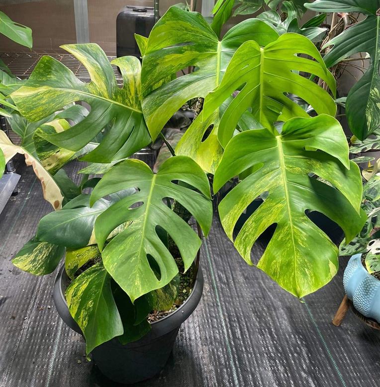 Established Monstera borsigiana Aurea variegata for sale