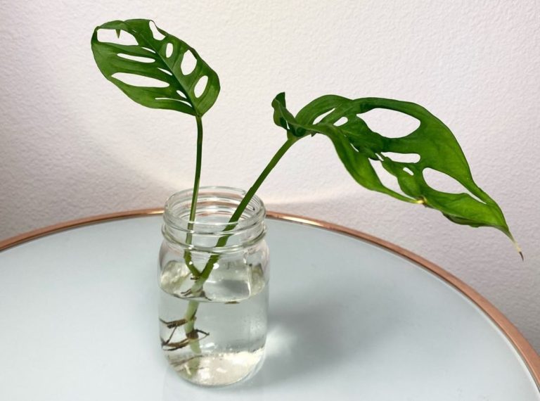 Monstera Light Needs: What Kind And How Much - Homes Pursuit