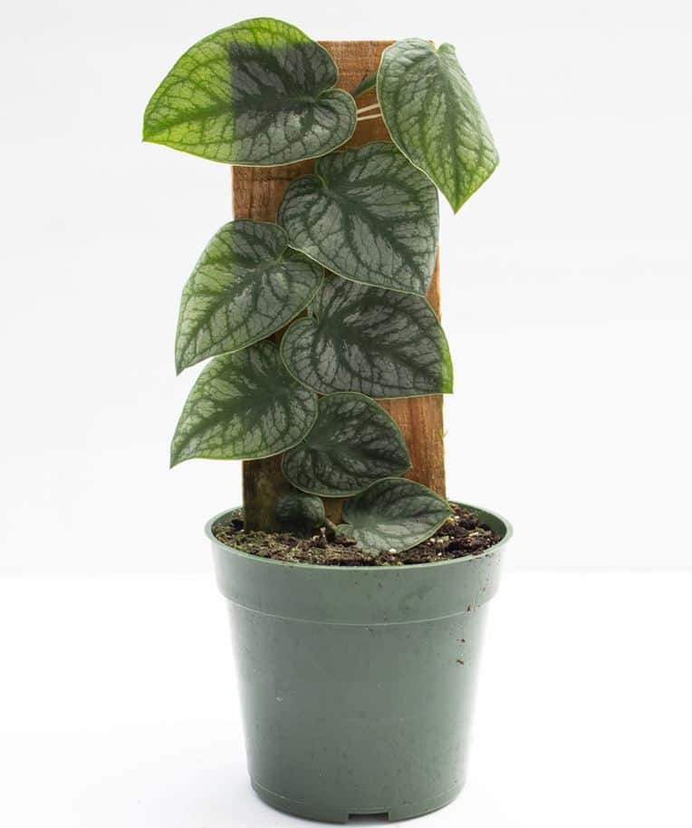 Juvenile Monstera dubia - shingling plant