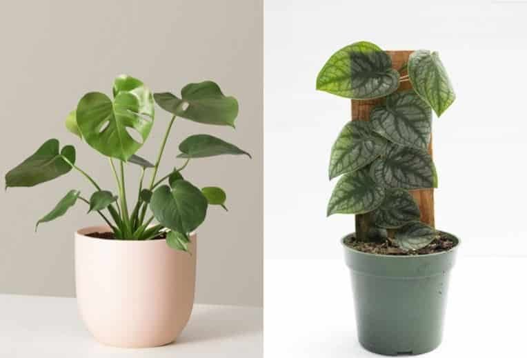 Juvenile or Young Monstera plant - Care and growing habits