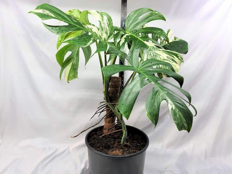 Large Monstera albo borsigina