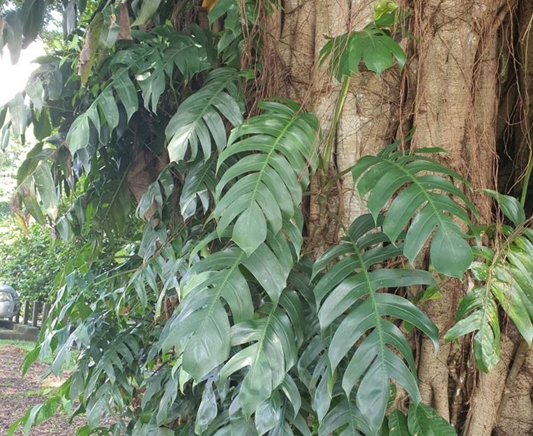 Mature Monstera dilacerata or Epipremnum pinnatum