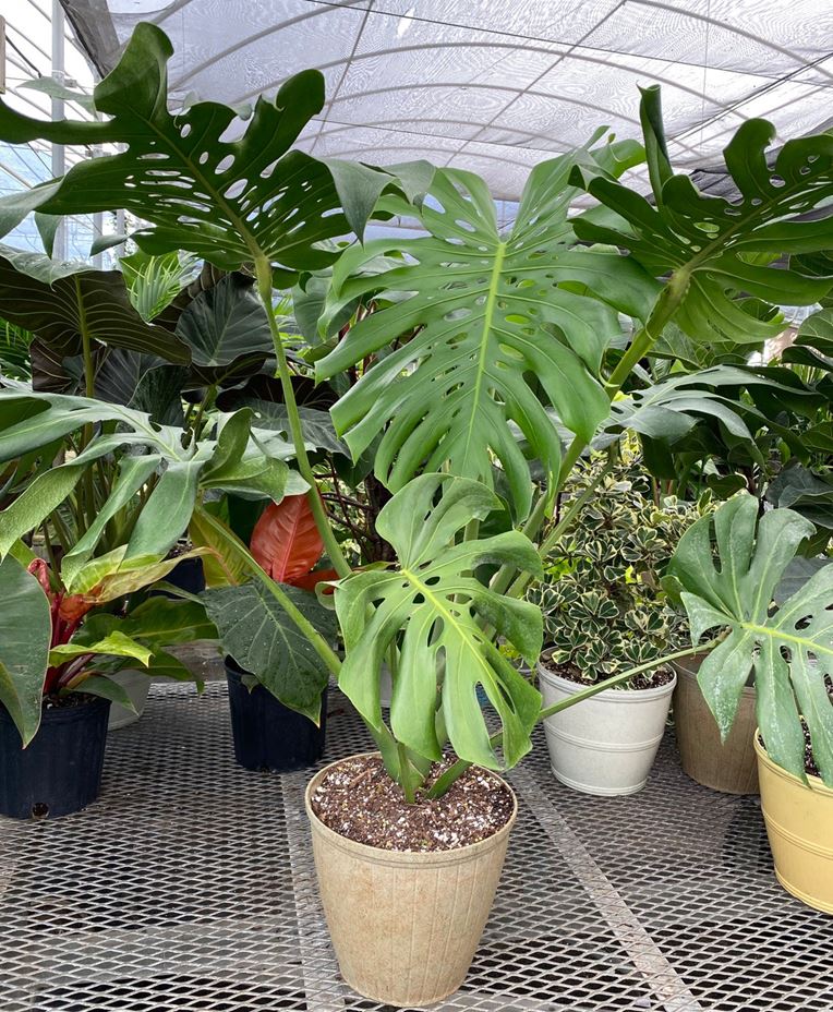 Monstera Deliciosa 3-4 Feet Overall Height