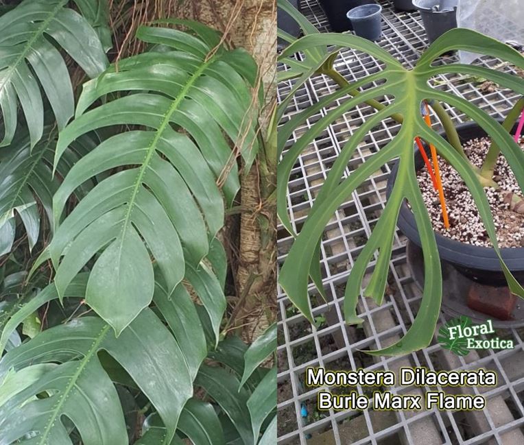 Monstera Dilacerata (left) vs. Monstera Burle Marx Flame (right)