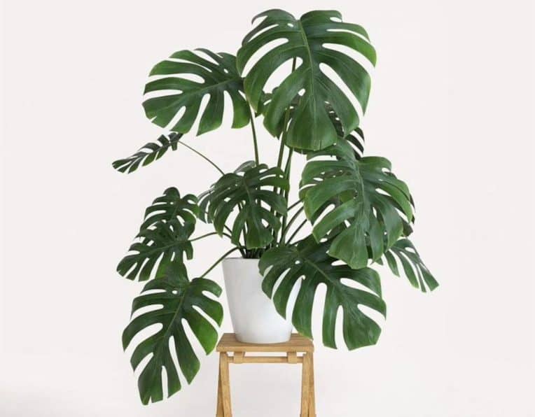 Monstera Sunburn What it looks like, how to prevent