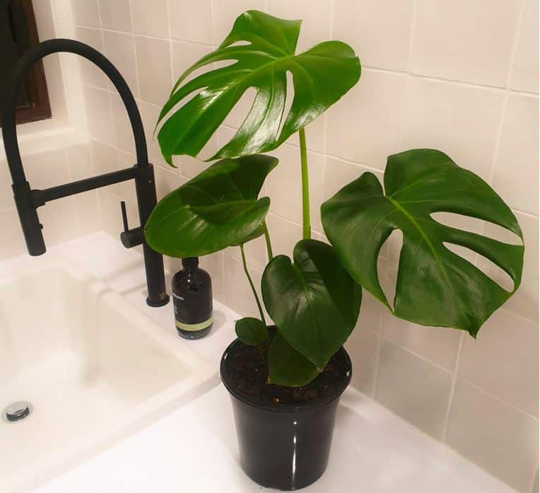 Monstera Monstera Tauerii