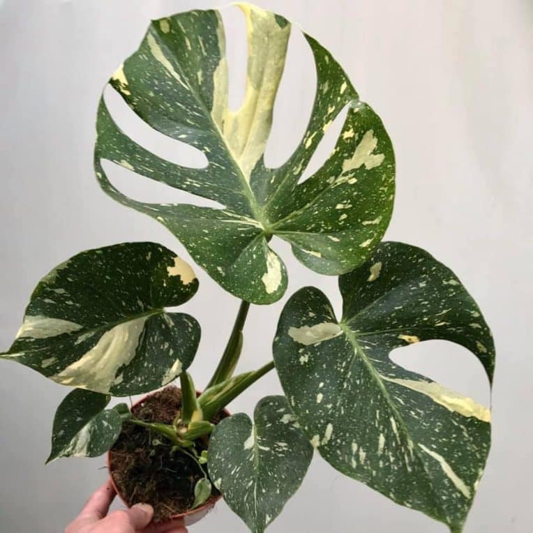 Monstera deliciosa Care: Soil, Light, Watering, Repotting - Homes Pursuit