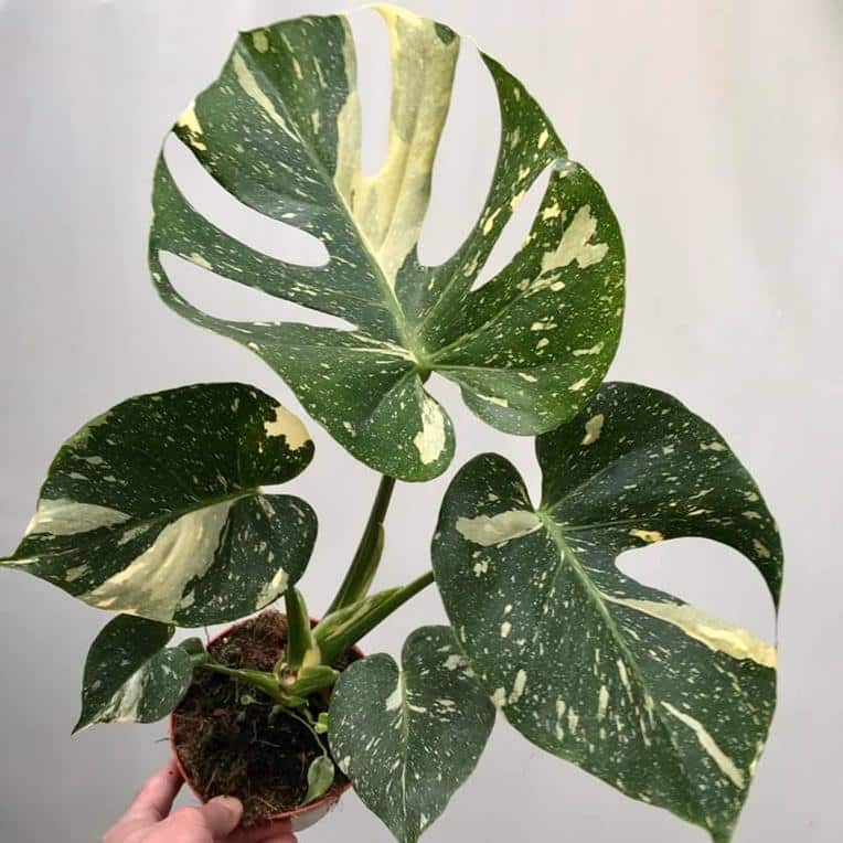 Monstera Thai Constellation for Sale, care, propagation