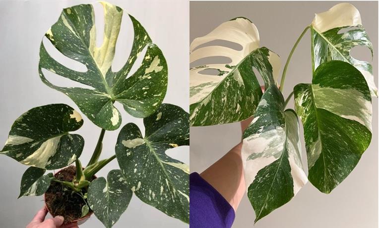 Monstera Thai constellation vs. albo borsigiana