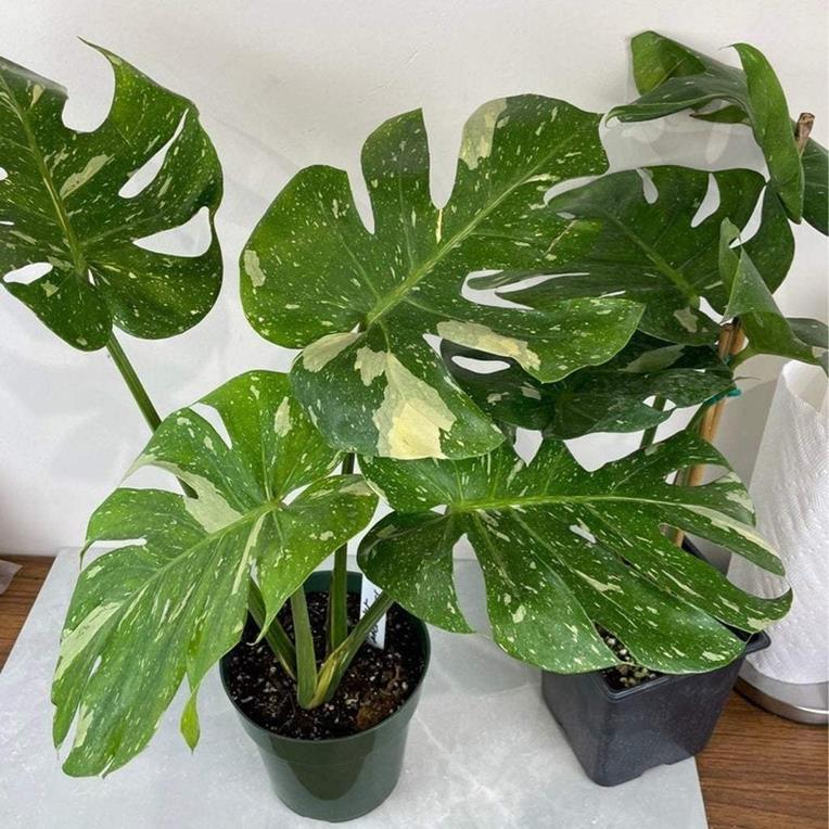 Monstera deliciosa 'Thai Constellation' 4 – Sprout Home