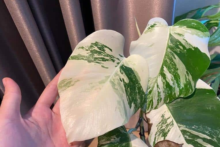 Monstera albo borsigiana - almost white