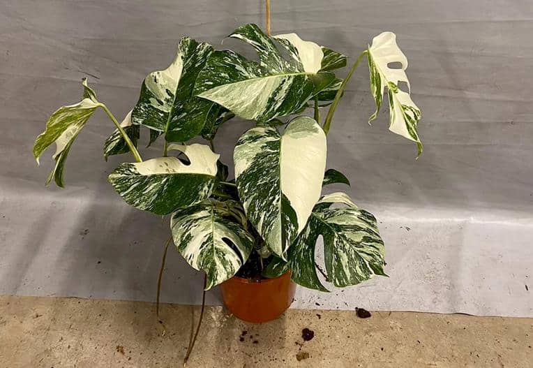 Monstera albo borsigiana variegata