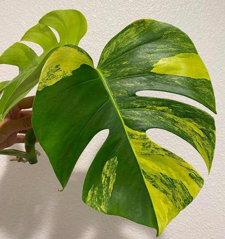 Monstera borsigiana Aurea variegata